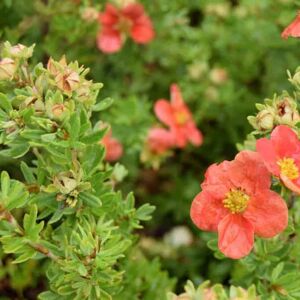 Potentilla fruticosa Marian Red Robin ('Marrob') 15-20 cm